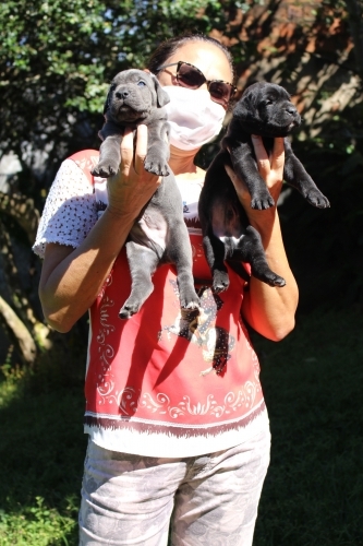 Fotos Ninhada